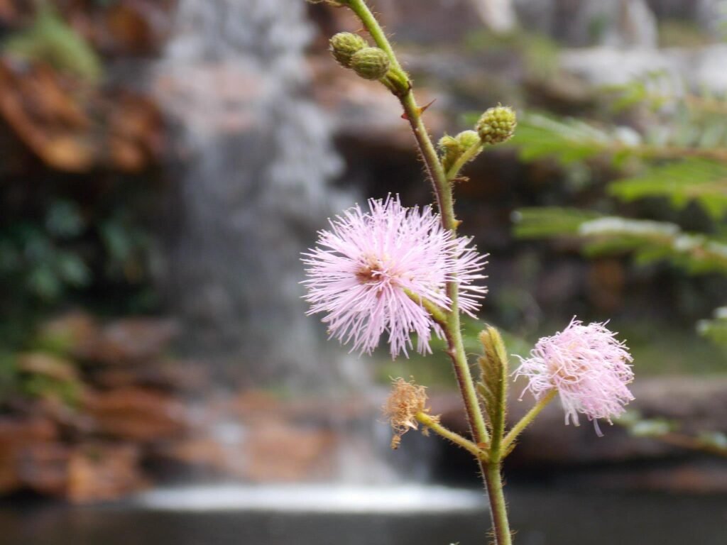 Flor em primeiro plano com cachoeira ao fundo.